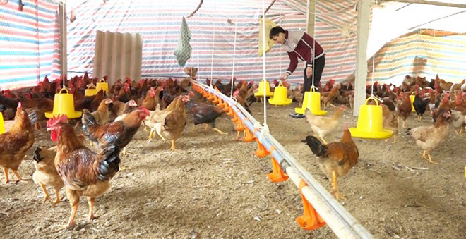 Người chăn nuôi chuẩn bị chuồng như thế nào trước khi vào gà?