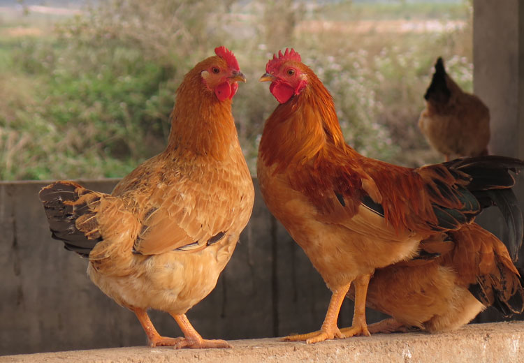 Mối quan hệ giữa protein với mục đích nuôi gà lấy thịt