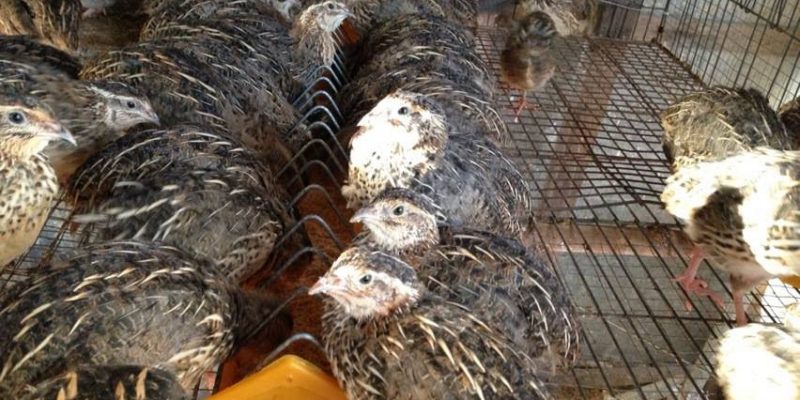 Người dân thu hàng trăm triệu đồng với mô hình nuôi chim cút khép kín