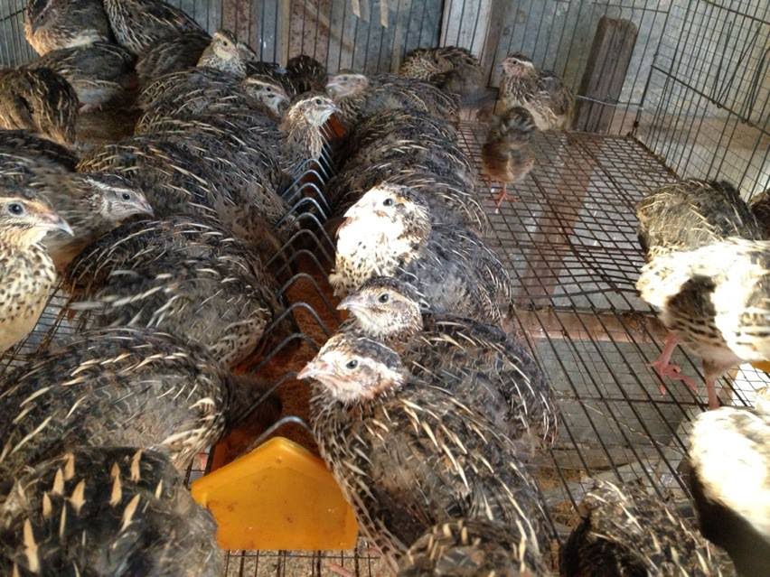 Người dân thu hàng trăm triệu đồng với mô hình nuôi chim cút khép kín