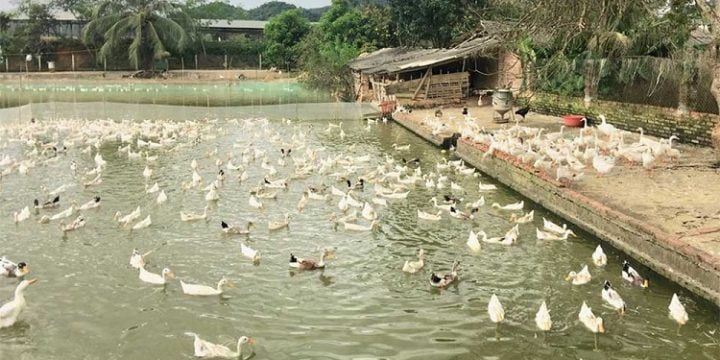 Nuôi gia cầm an toàn giúp, yên tâm sống vui sống khỏ