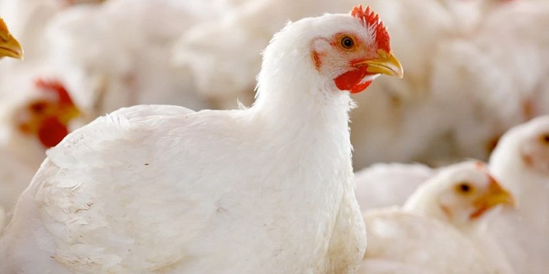 Sự độc hại của vi khuẩn clostridium perfringens – tác nhân gây bệnh viêm ruột hoại tử ở gà thịt