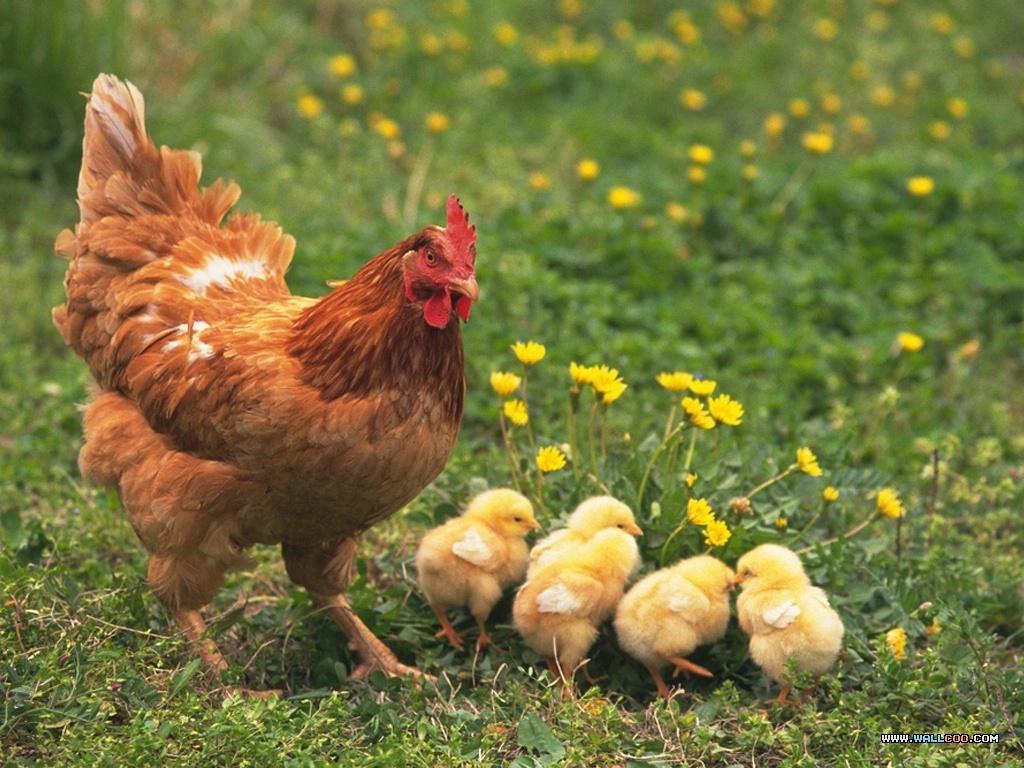Sử dụng protein như thế nào để gà sản xuất nhiều thịt nhất?