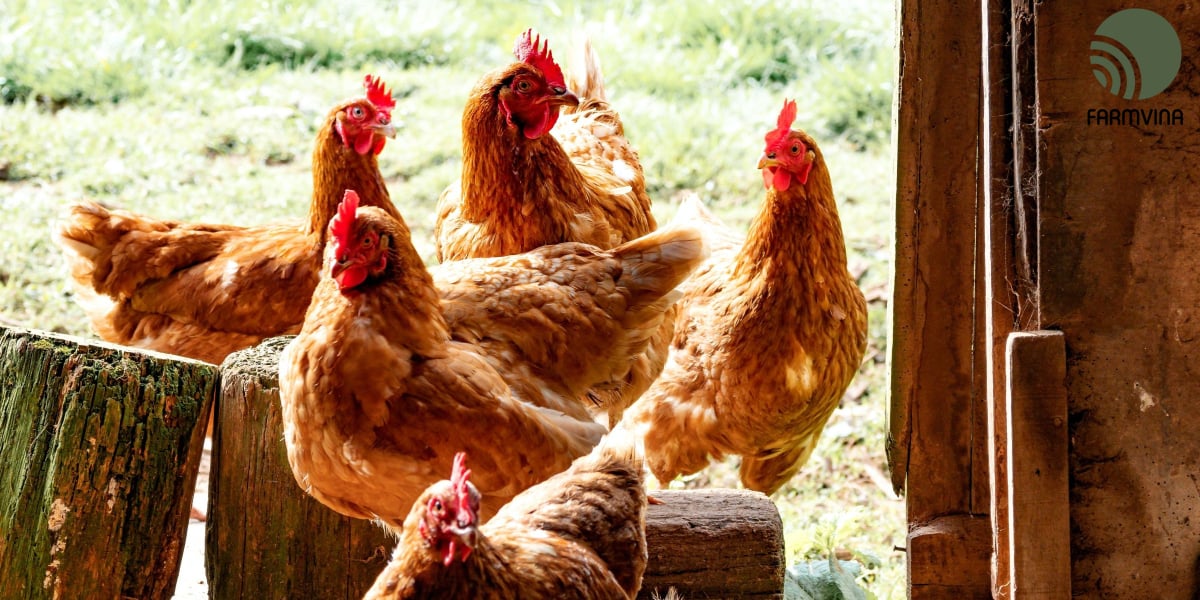 Thế nào là một chế độ ăn uống hợp lí để gà broiler cho nhiều thịt?