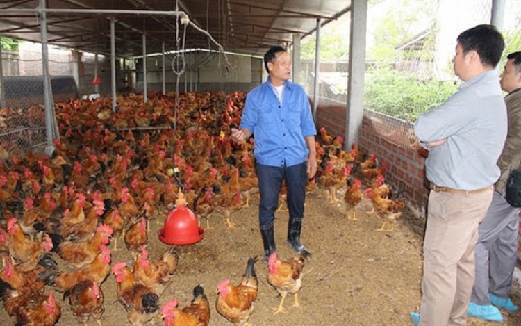 Chủ trang trại nuôi gà lông màu theo hướng VietGAHP tại xã Hồng Phong (An Dương, Hải Phòng) trao đổi với cán bộ khuyến nông về quy trình nuôi gà hiệu quả.