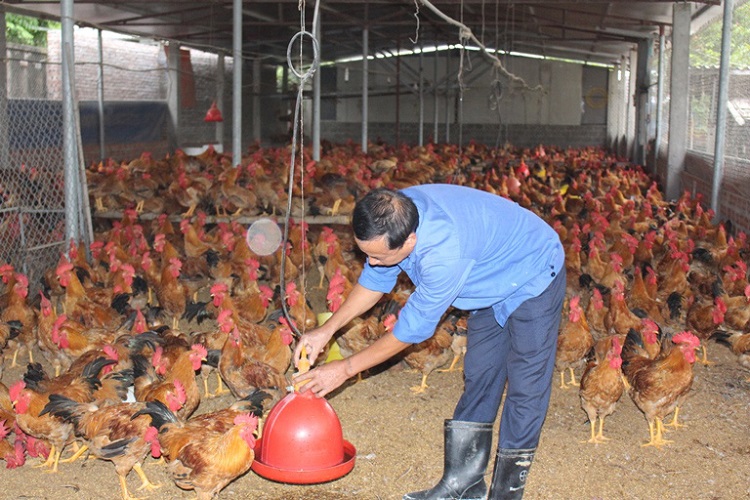 Mô hình nuôi gà lông màu theo hướng VietGAHP gắn với liên kết tiêu thụ sản phẩm tại xã Hồng Phong (An Dương, Hải Phòng).