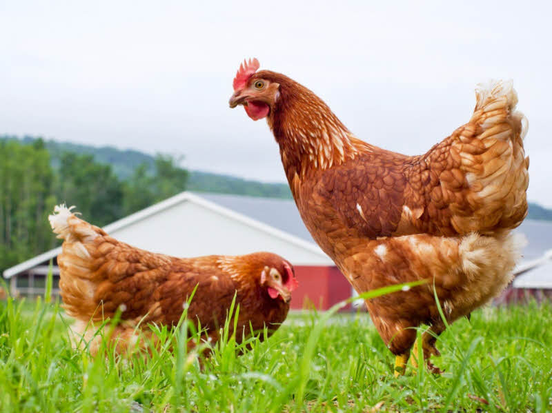 Tính toán tỉ lệ axit amin là rất quan trọng trong chăn nuôi gà thịt